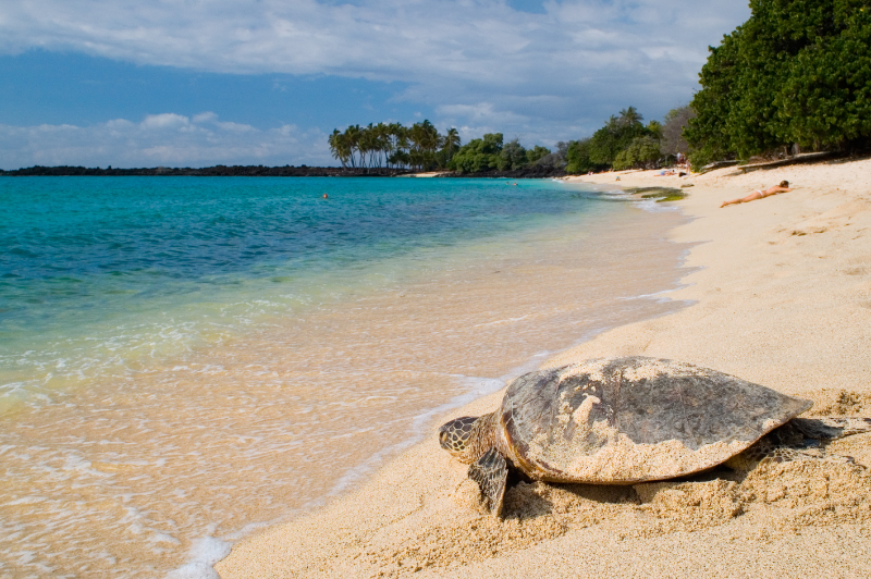 Turtle on the tropical beach 